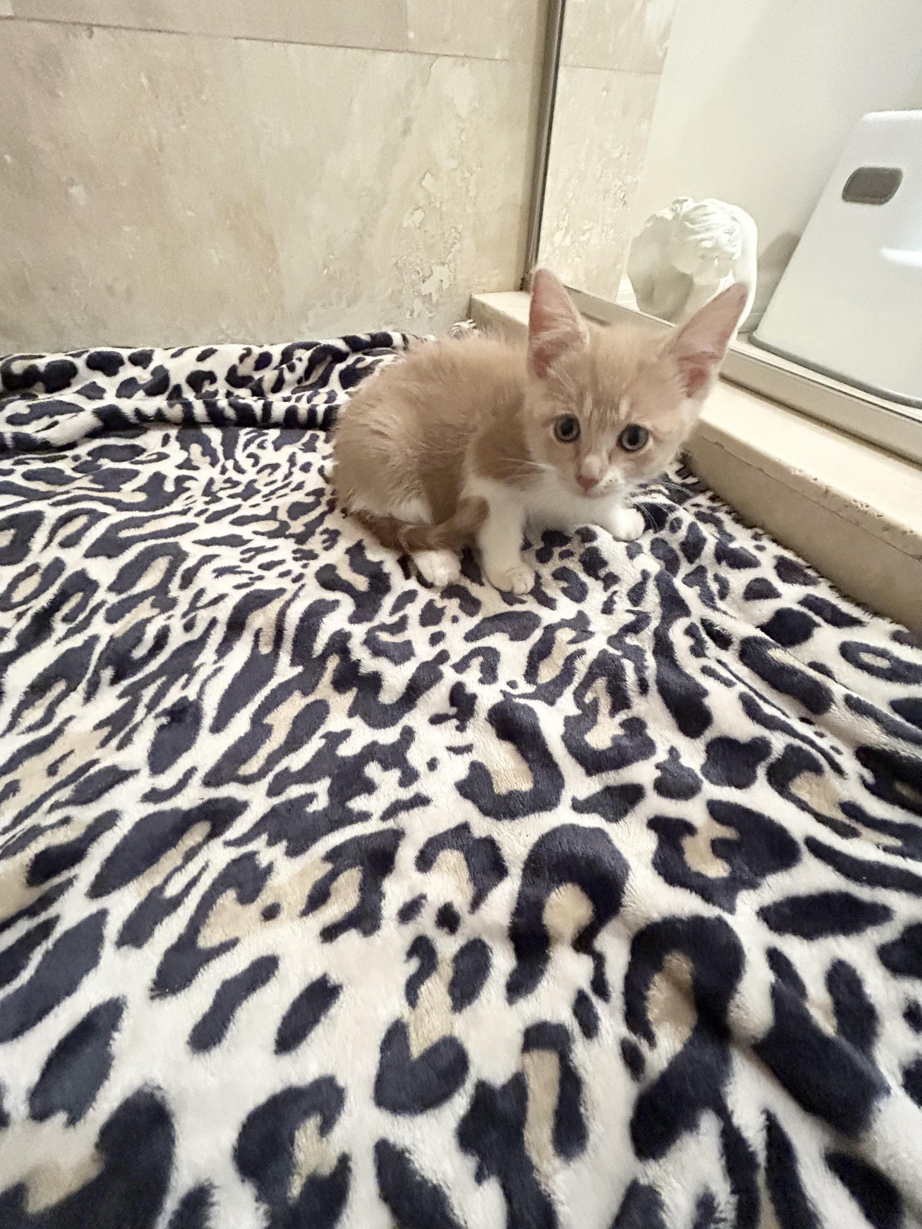 Laverne, adopted, Kitten Female Domestic Medium Hair.