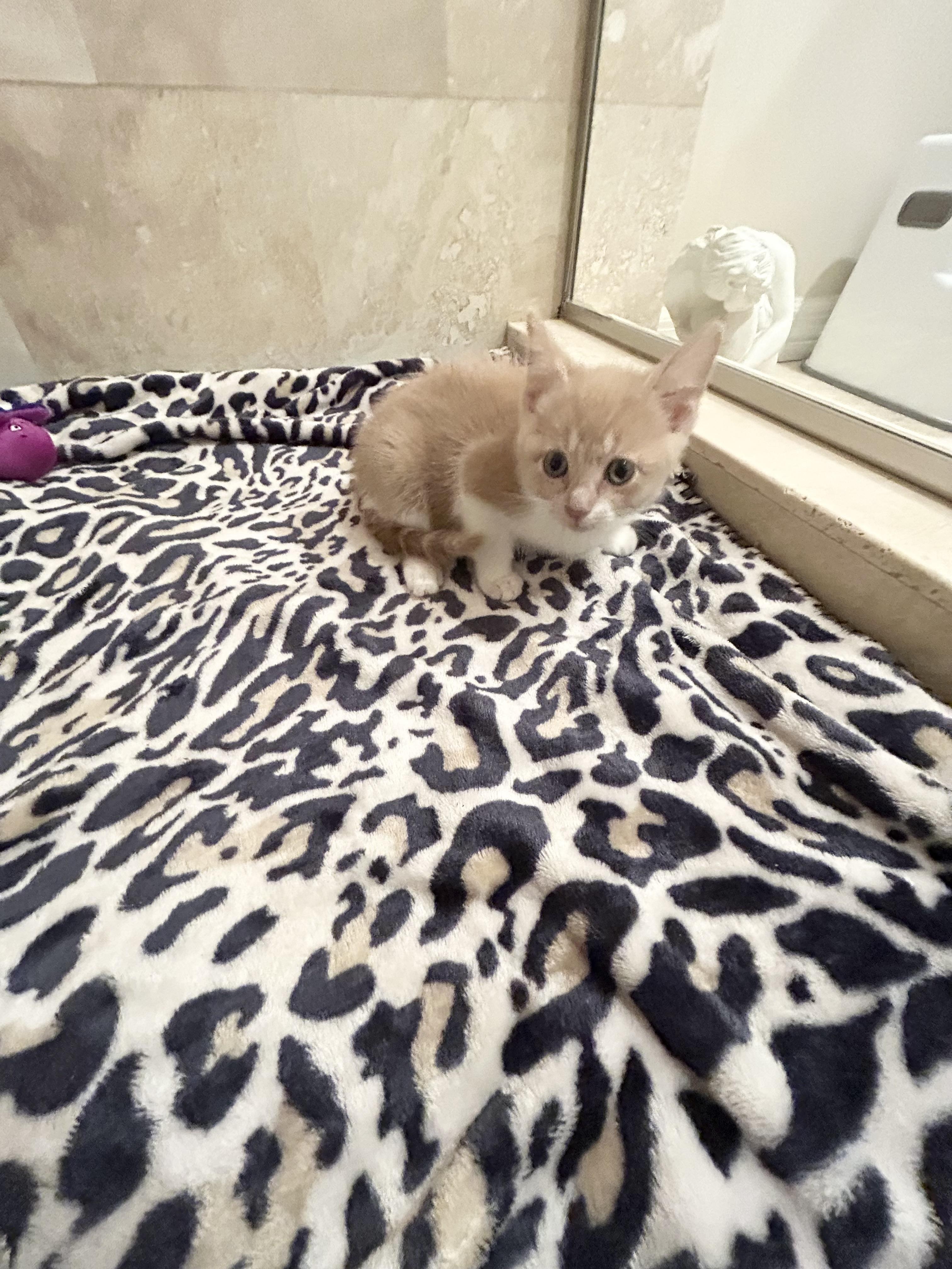 Laverne, an adopted Domestic Medium Hair in Bradenton, FL image 3/4