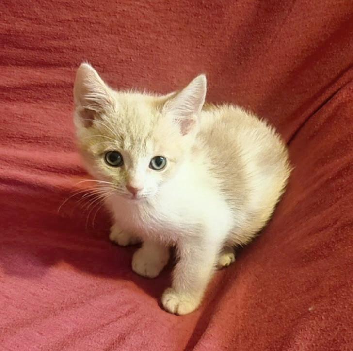 Laverne, an adopted Domestic Medium Hair in Bradenton, FL image 4/4
