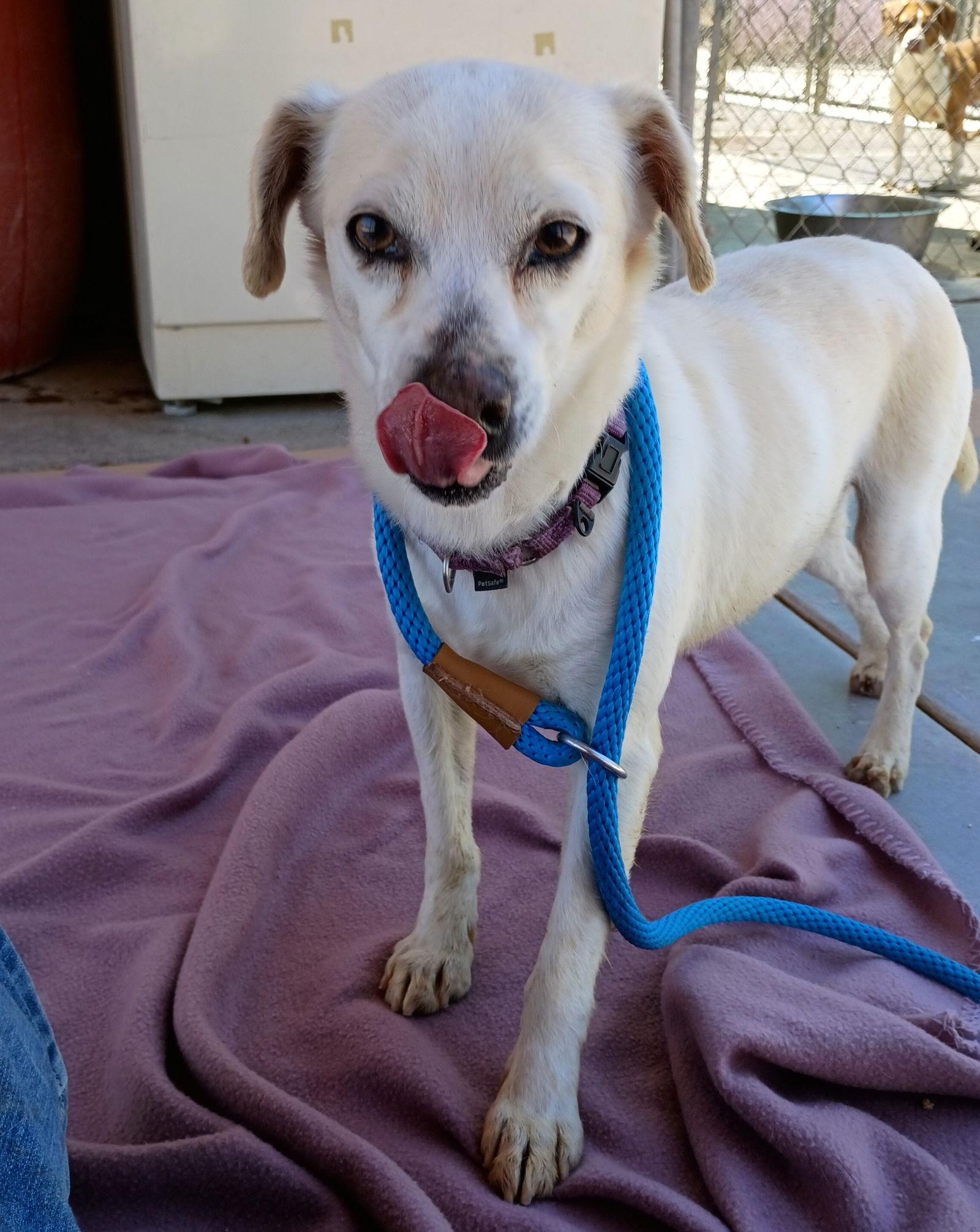 Gandalf -, Adoptable, Adult Male Beagle & Chihuahua.
