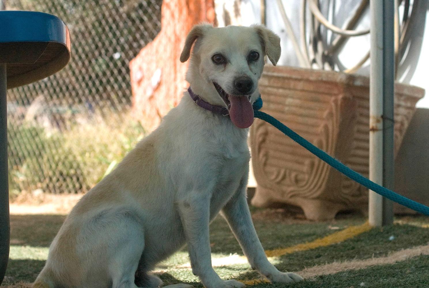 Gandalf -, a Adoptable mixed breed in Apple Valley, CA image 3/3