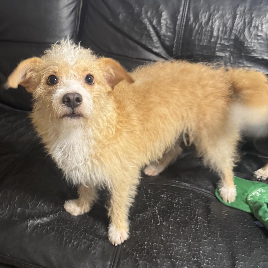 Rhodie, Adoptable, Adult Male Terrier.