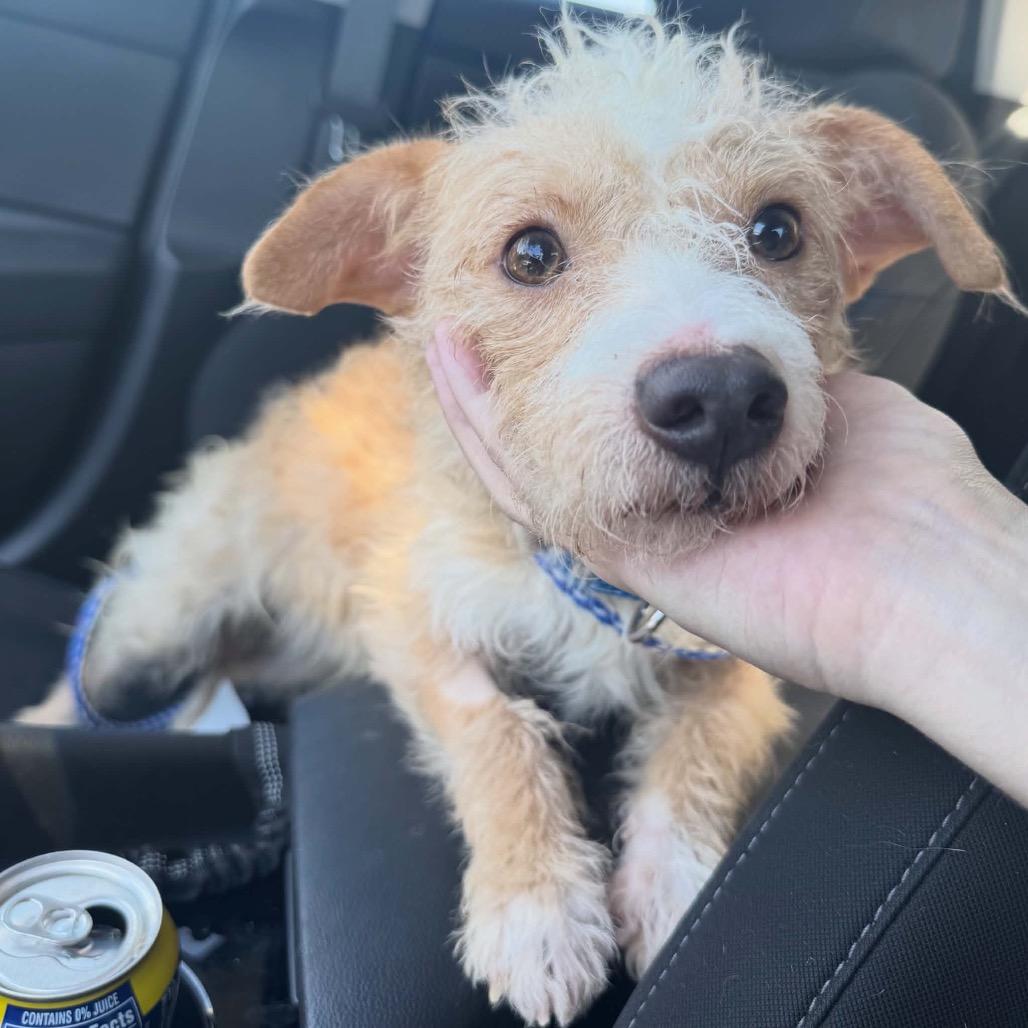 Enlarge Rhodie, a Adoptable Terrier in Las Vegas, NV image 4/4