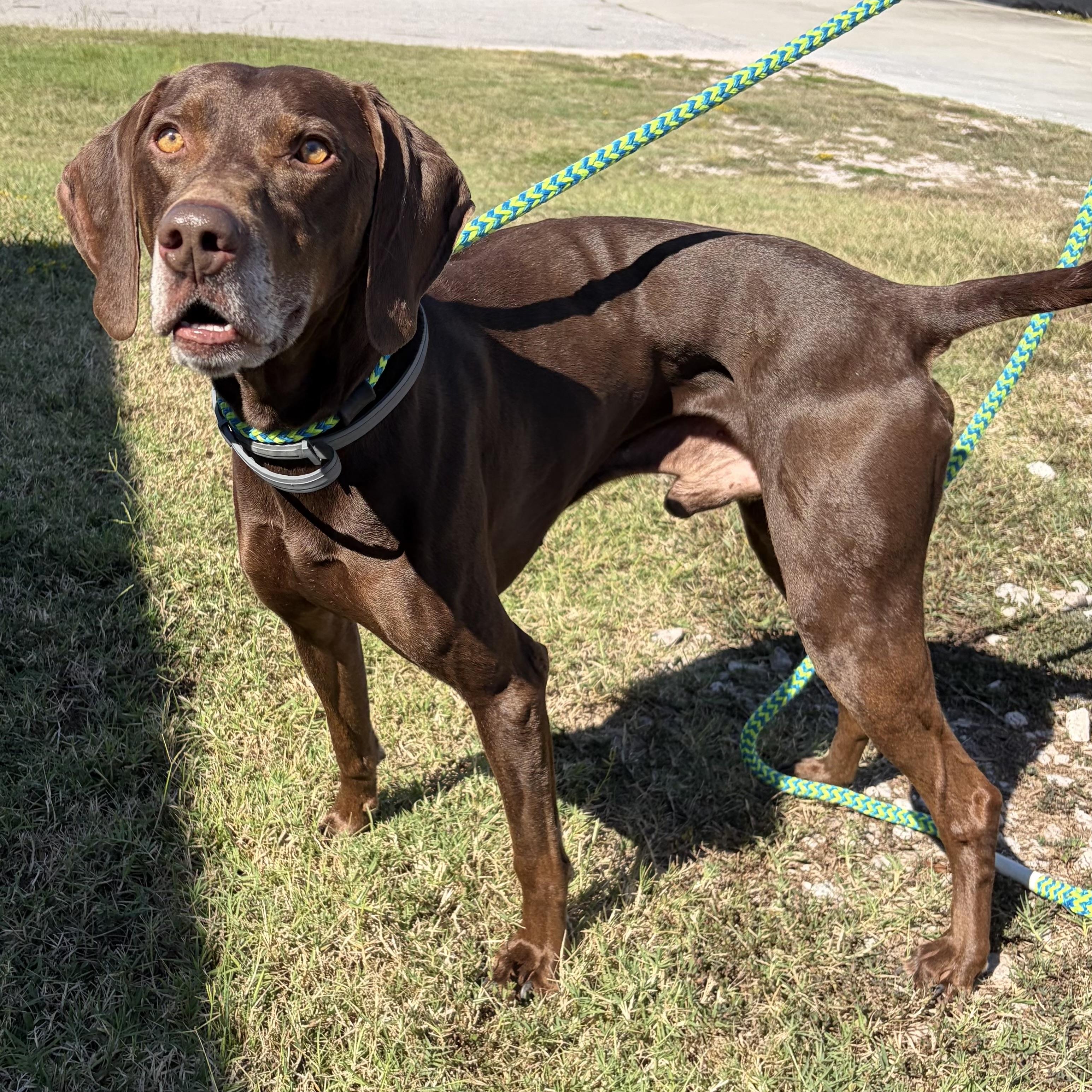 Enlarge Drago, a Adoptable mixed breed in Stowe, VT image 2/6