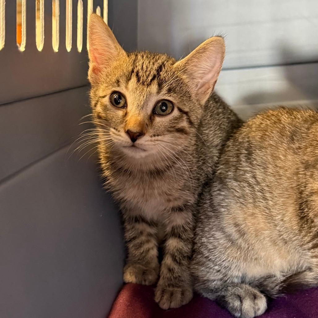 Jubilee, Adoptable, Kitten Male Domestic Short Hair.