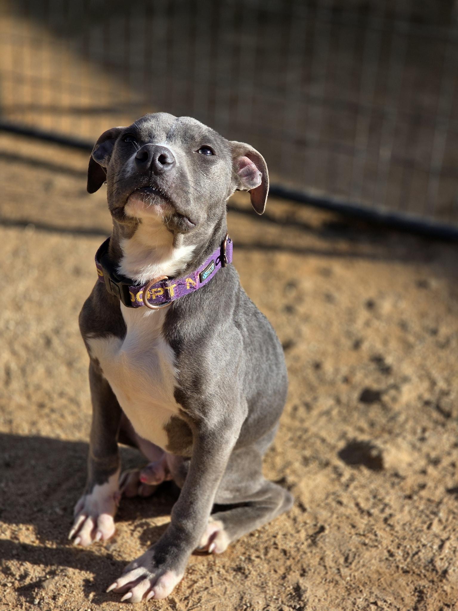 Enlarge Finn, a ADOPTABLE mixed breed in Bodfish, CA image 1/1
