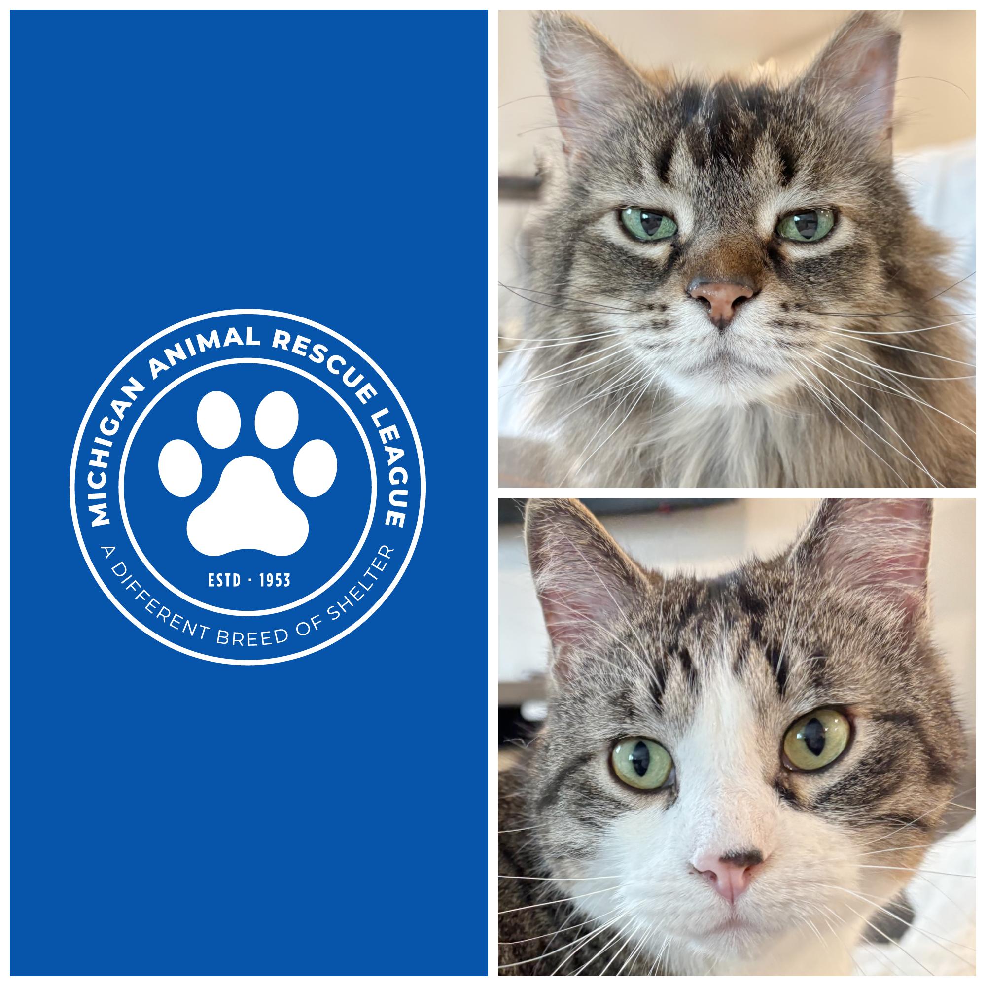 Enlarge K.D. & Patrick, a ADOPTABLE Domestic Long Hair in Pontiac, MI image 1/3