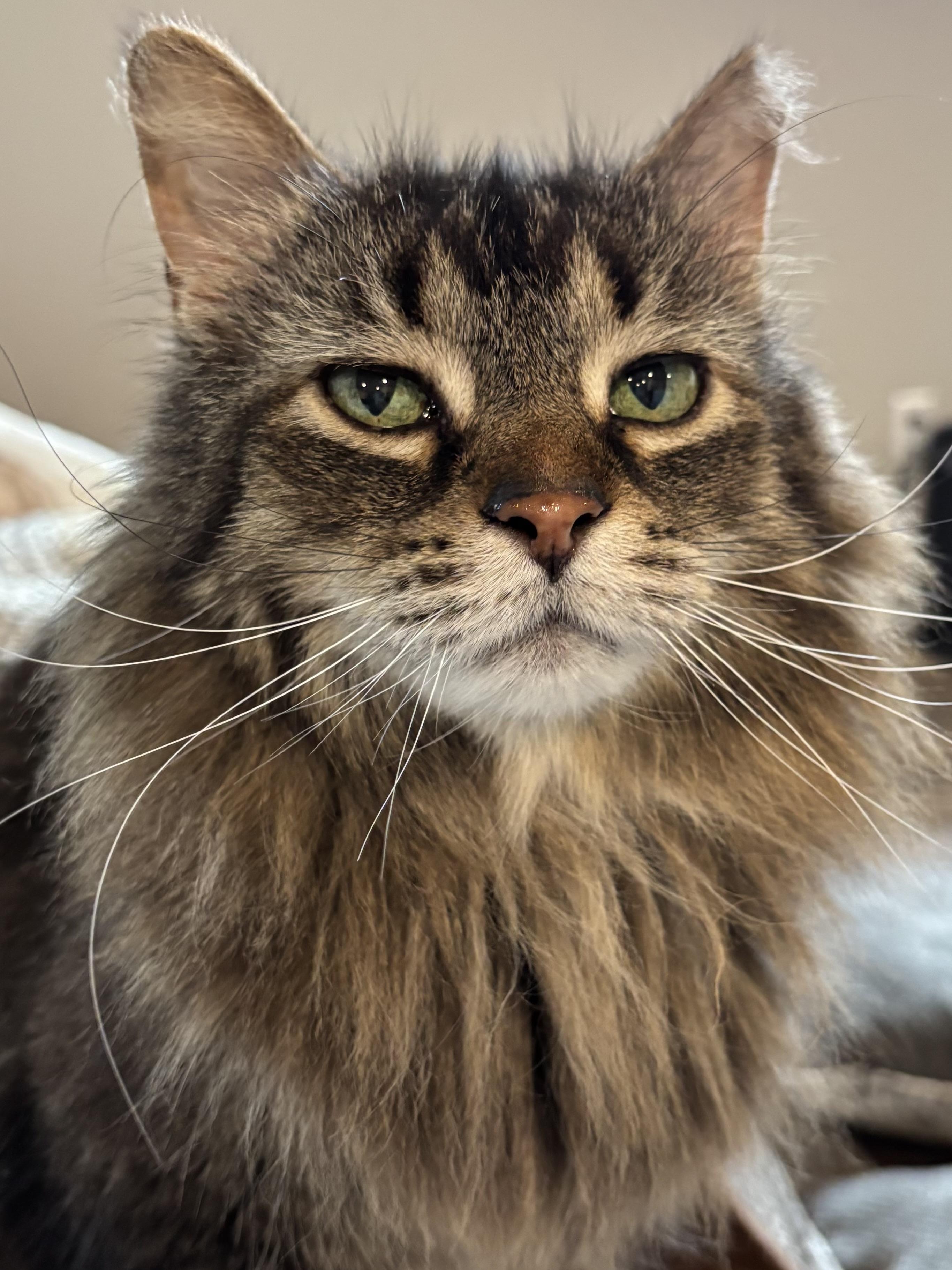 Enlarge K.D. & Patrick, a ADOPTABLE Domestic Long Hair in Pontiac, MI image 3/3
