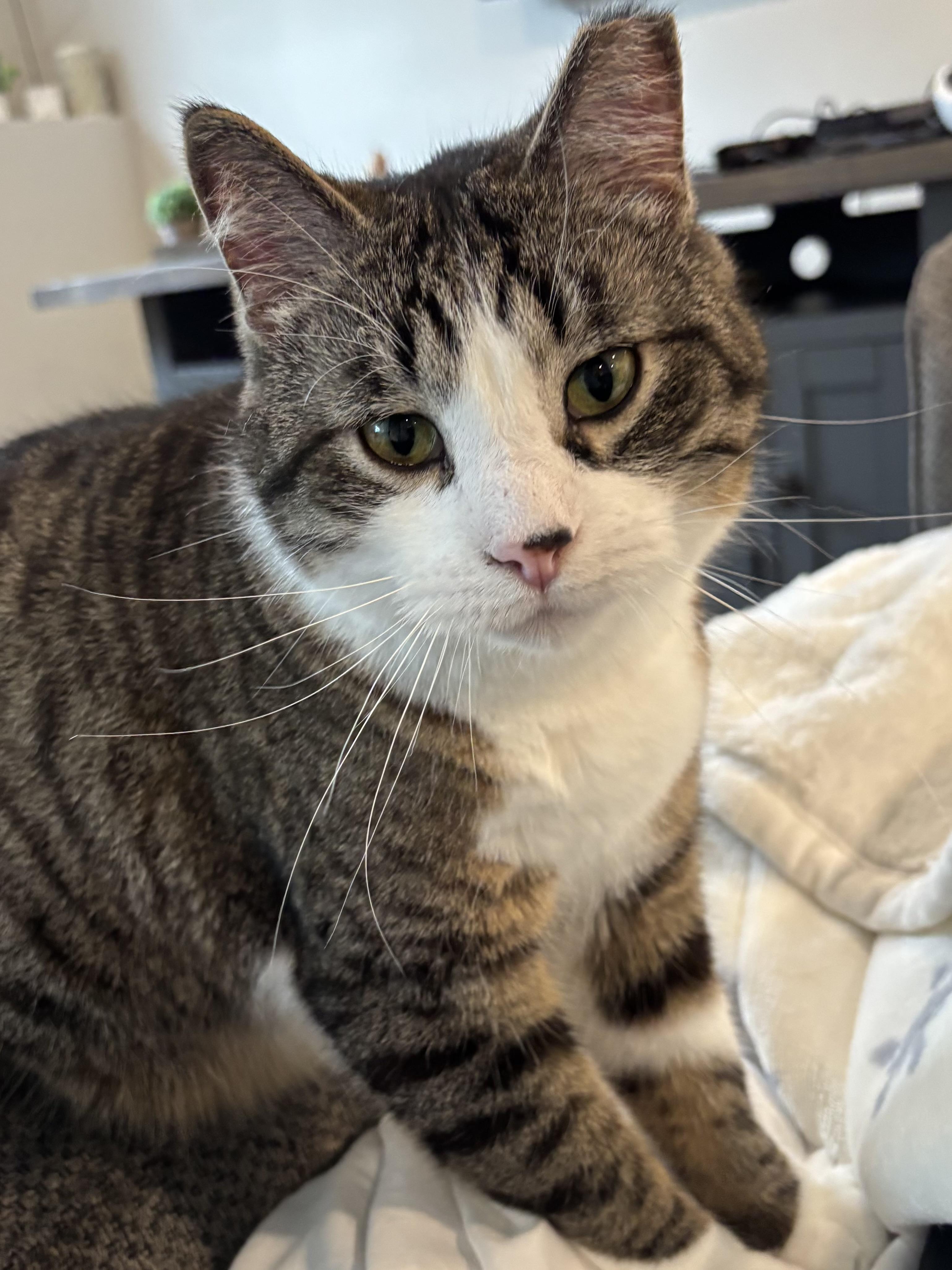 Enlarge K.D. & Patrick, a ADOPTABLE Domestic Long Hair in Pontiac, MI image 2/3