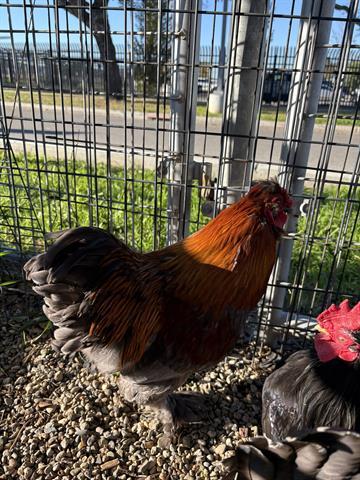 Enlarge BAGGINS, a Adoptable Chicken in San Martin, CA image 1/1