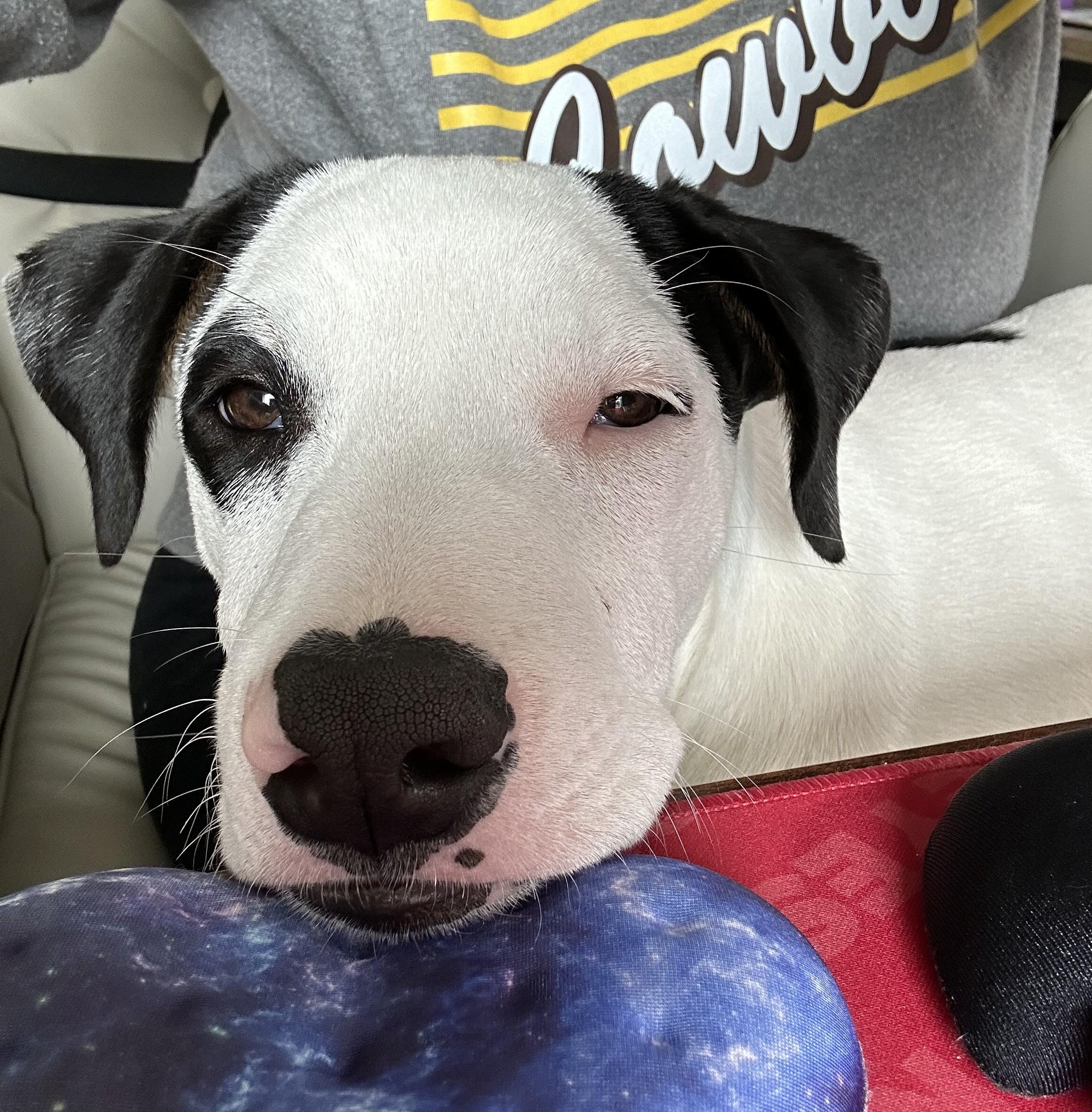 Enlarge Lemonhead, a ADOPTABLE mixed breed in Brunswick, OH image 4/6