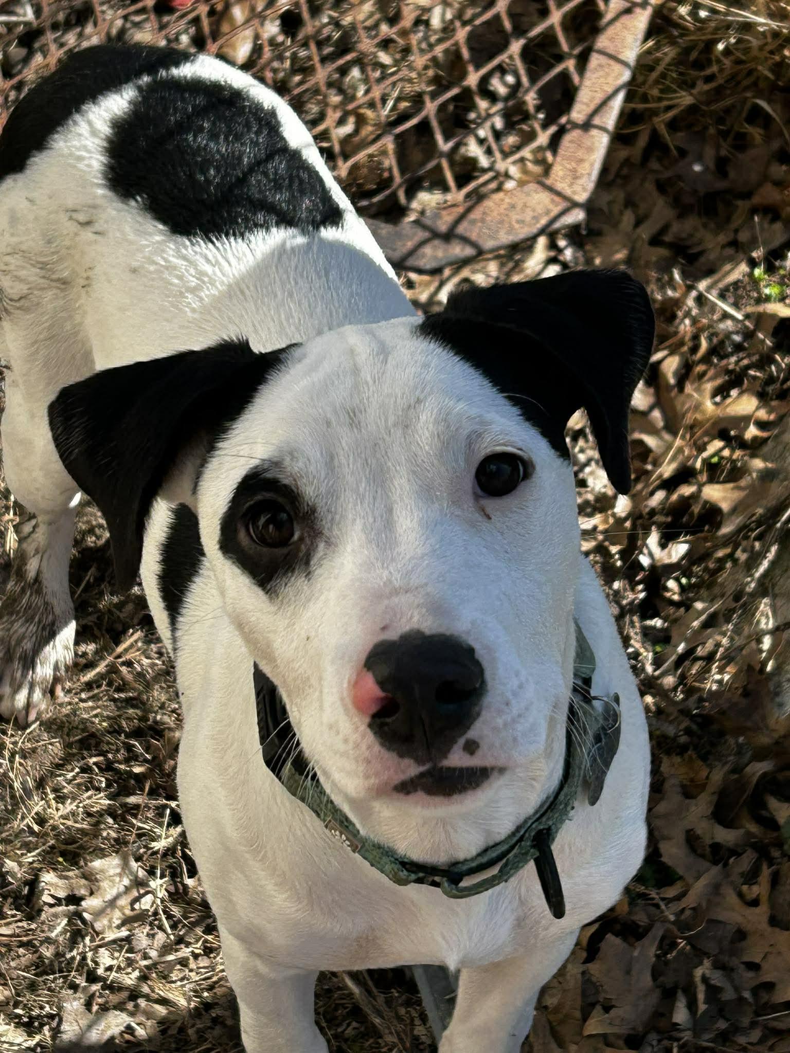 Enlarge Lemonhead, a ADOPTABLE mixed breed in Brunswick, OH image 2/6