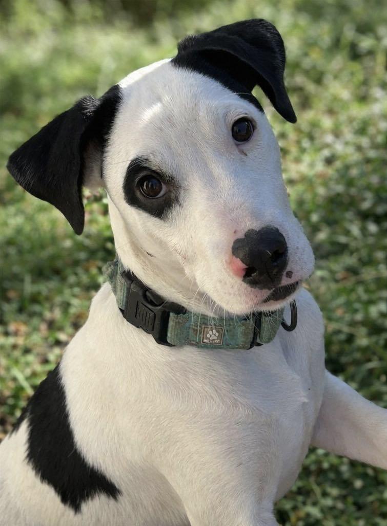 Enlarge Lemonhead, a ADOPTABLE mixed breed in Brunswick, OH image 3/6
