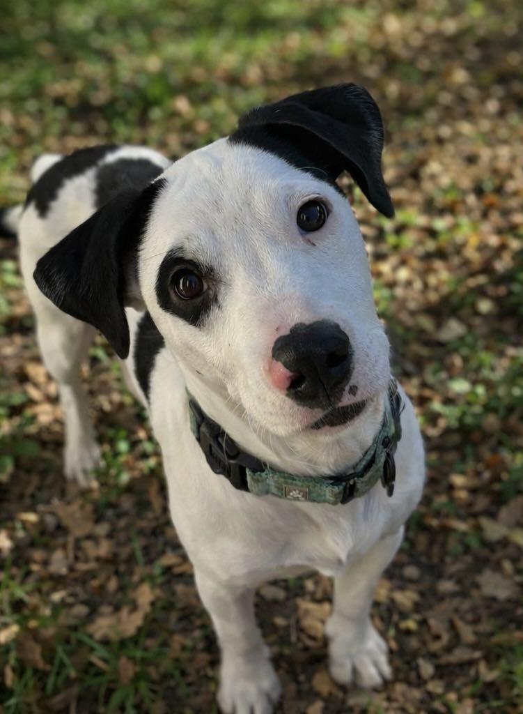 Lemonhead, ADOPTABLE, Puppy Male Bull Terrier.