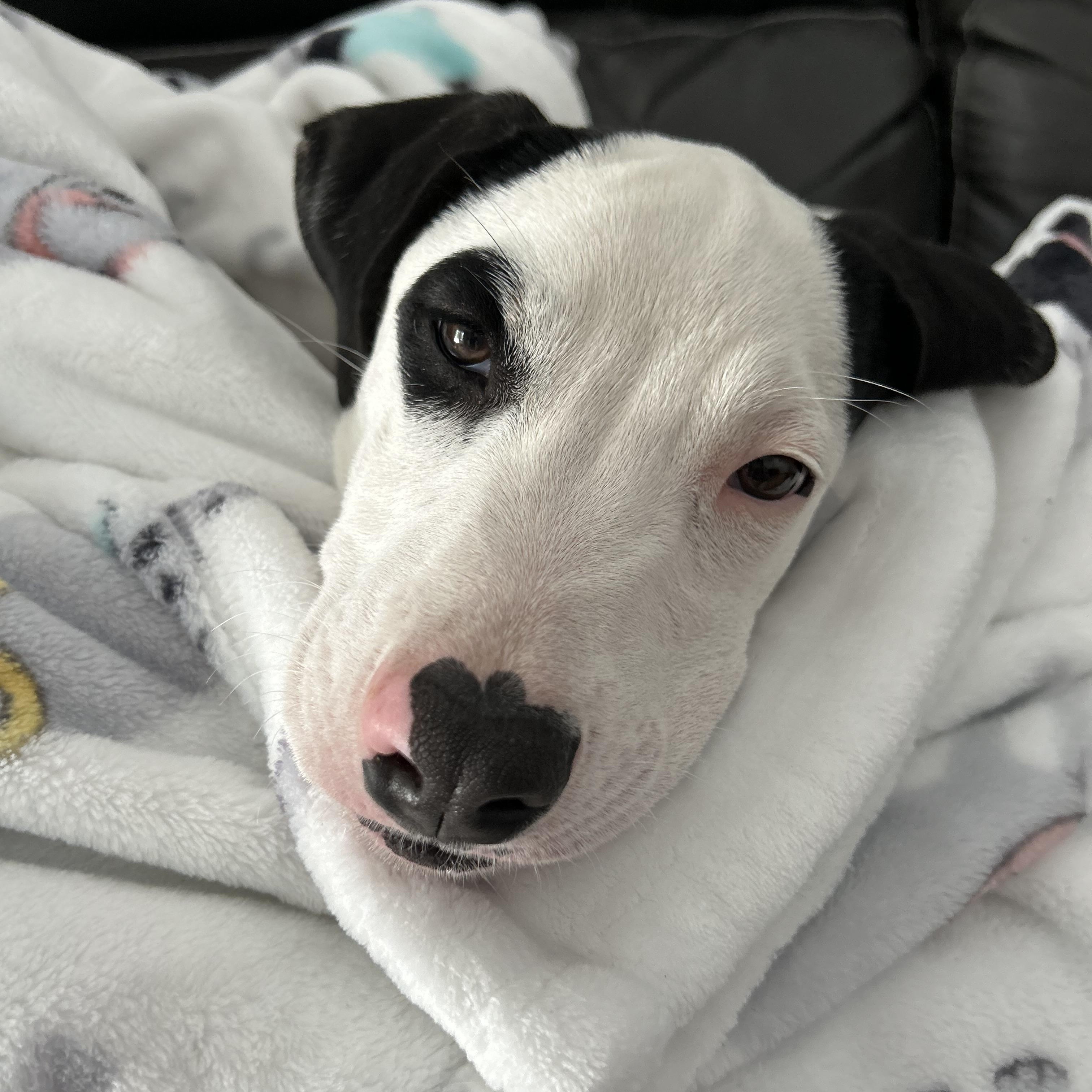 Enlarge Lemonhead, a ADOPTABLE mixed breed in Brunswick, OH image 5/6