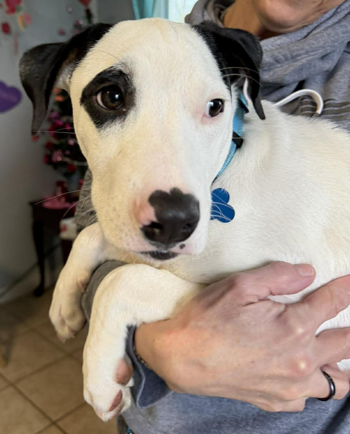 Enlarge Lemonhead, a ADOPTABLE mixed breed in Brunswick, OH image 6/6
