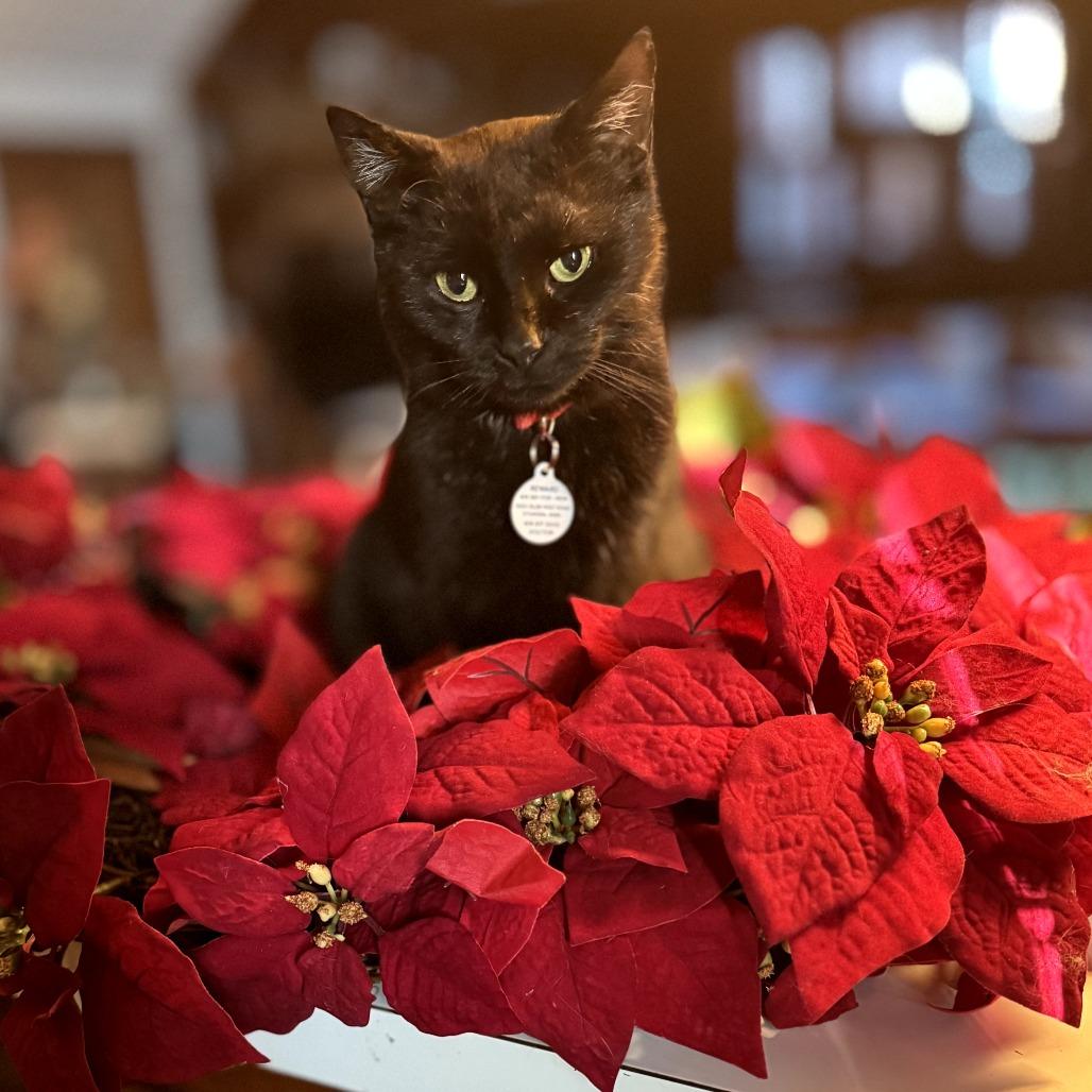 Clawdia, Adoptable, Adult Female Domestic Short Hair.