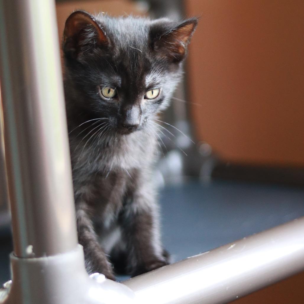 Sputnik, a Adoptable Domestic Medium Hair in Priest River, ID image 2/6