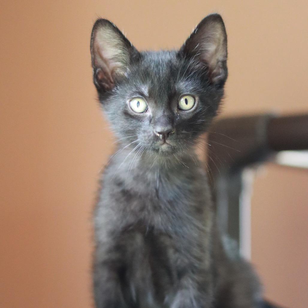 Sputnik, a Adoptable Domestic Medium Hair in Priest River, ID image 3/6
