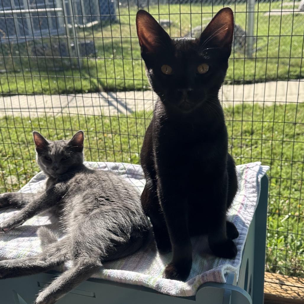 Enlarge Sputnik, a Adoptable Domestic Medium Hair in Priest River, ID image 3/6