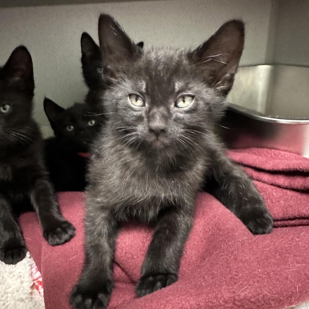 Sputnik, a Adoptable Domestic Medium Hair in Priest River, ID image 4/6