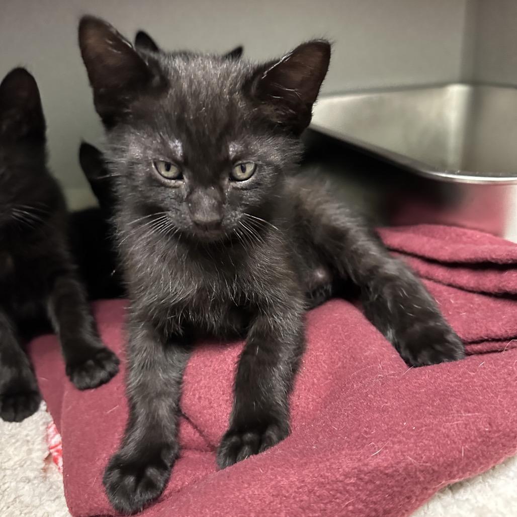 Sputnik, a Adoptable Domestic Medium Hair in Priest River, ID image 5/6