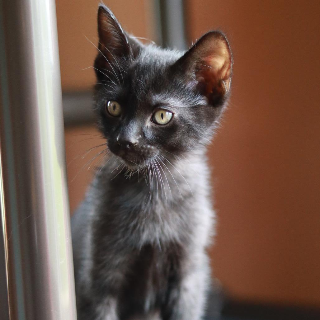 Sputnik, a Adoptable Domestic Medium Hair in Priest River, ID image 6/6