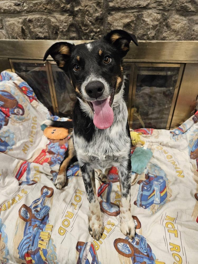 Echo, a Adoptable mixed breed in New Albany, OH image 1/4