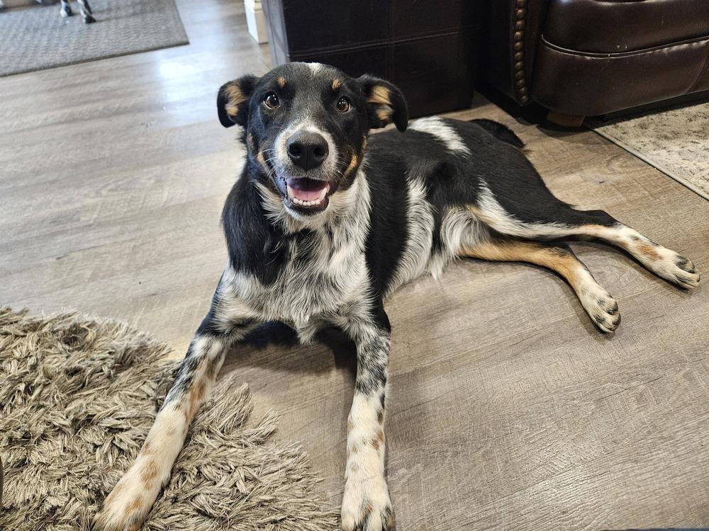 Echo, a Adoptable mixed breed in New Albany, OH image 2/4