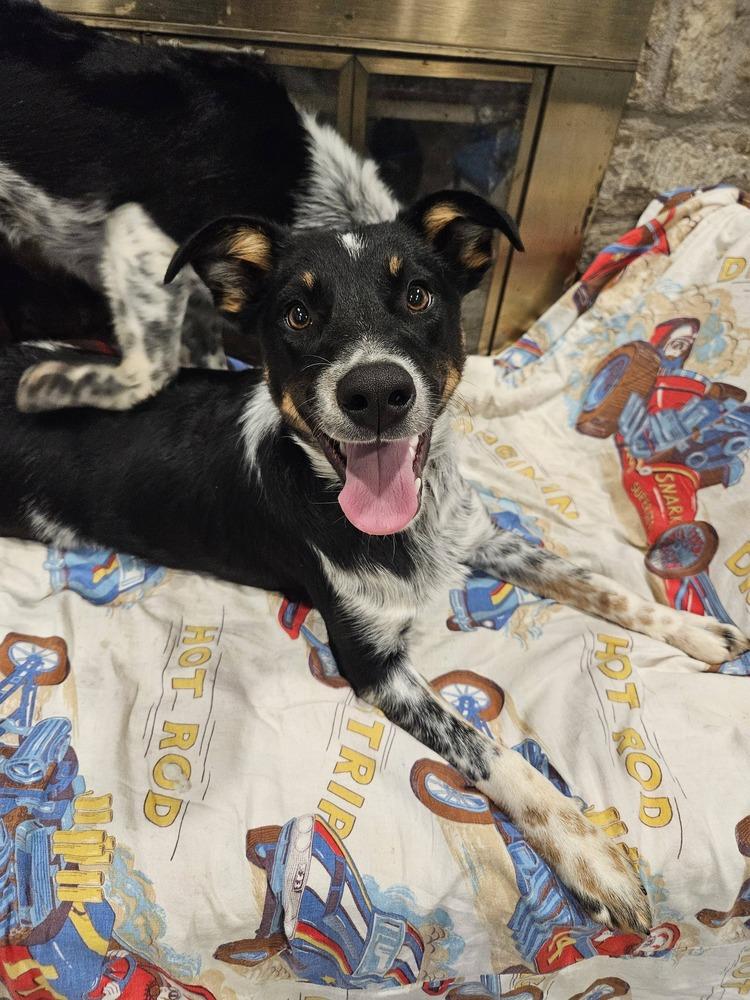 Echo, a Adoptable mixed breed in New Albany, OH image 3/4