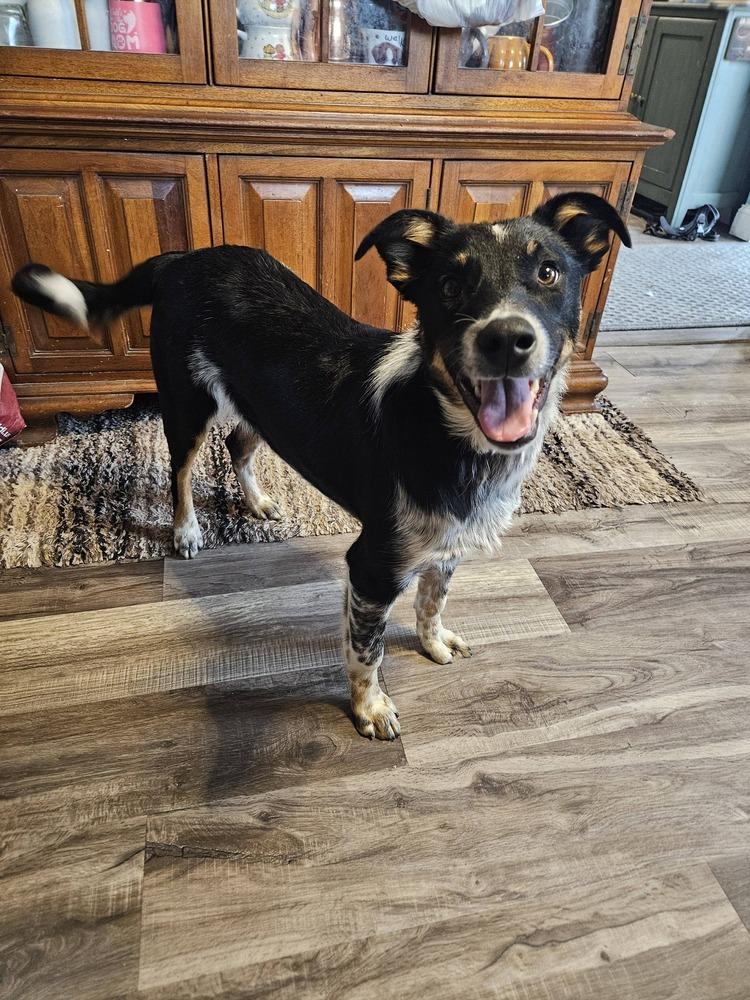 Echo, a Adoptable mixed breed in New Albany, OH image 4/4