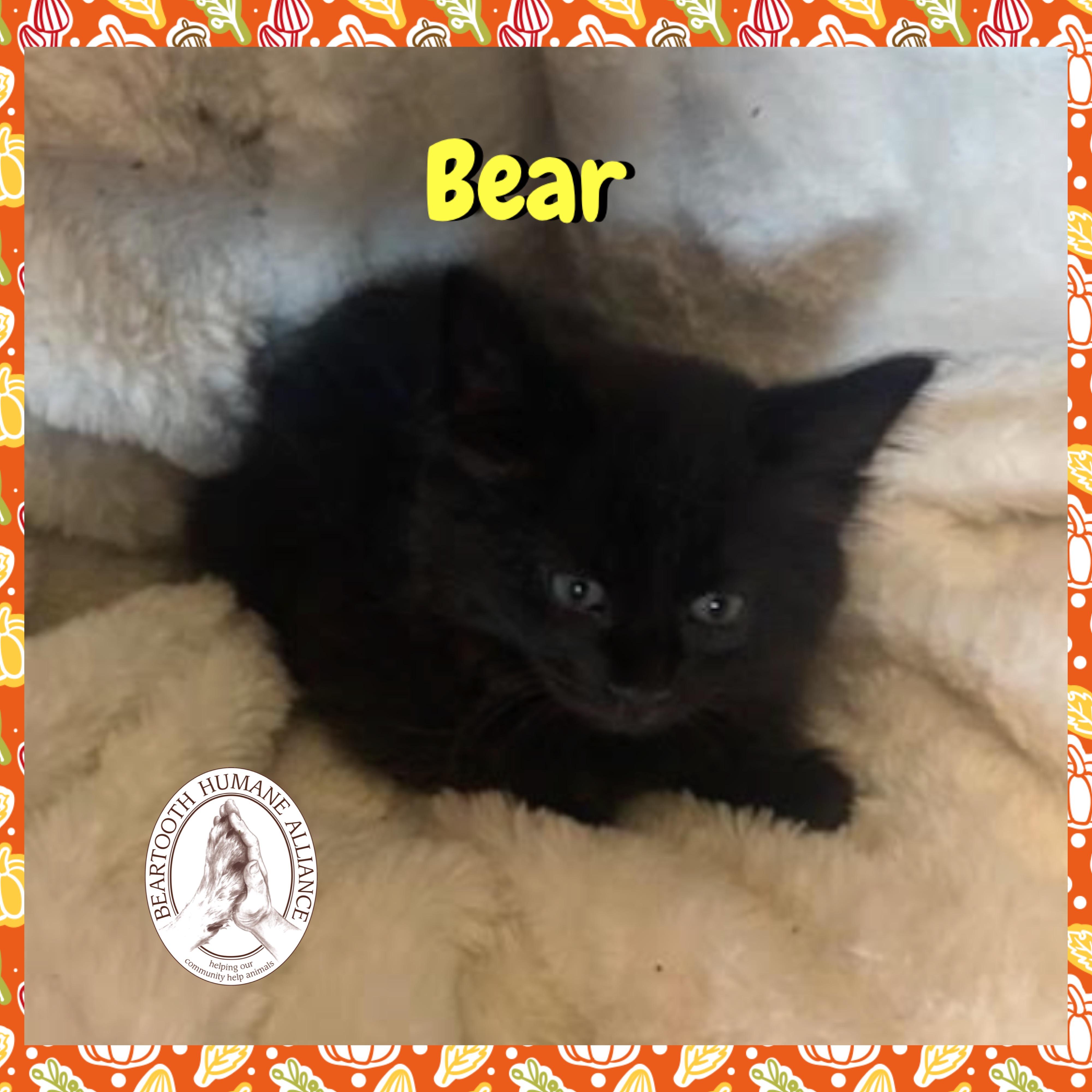 Bear, a Adoptable mixed breed in Red Lodge, MT image 1/2