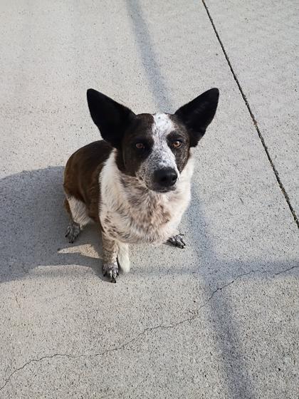 Foxy, Adoptable, Adult Female Cattle Dog & Mixed Breed.
