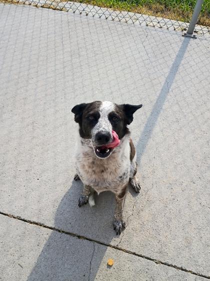 Enlarge Foxy, a Adoptable mixed breed in Beatrice, NE image 2/3