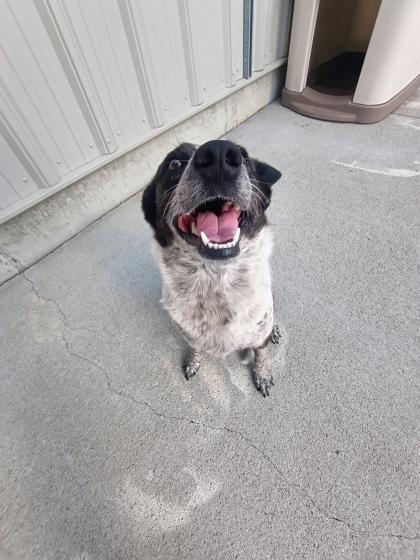 Enlarge Foxy, a Adoptable mixed breed in Beatrice, NE image 3/3