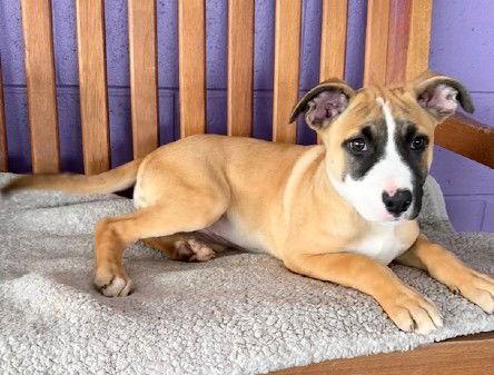 **SPARKLE**, Adoptable, Puppy Female Labrador Retriever & Pit Bull Terrier.