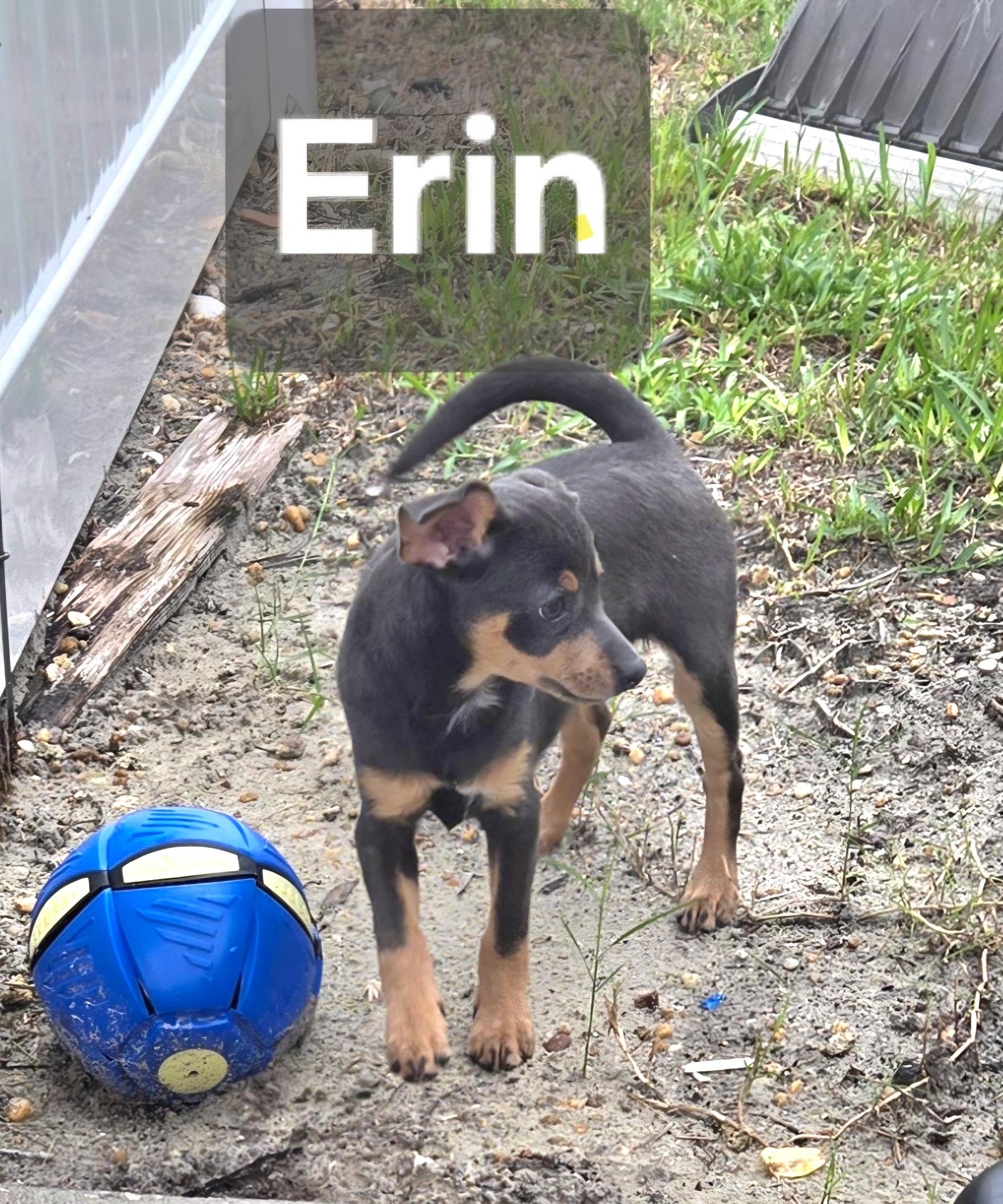 Enlarge Erin, a Adoptable mixed breed in Cape Coral, FL image 3/3