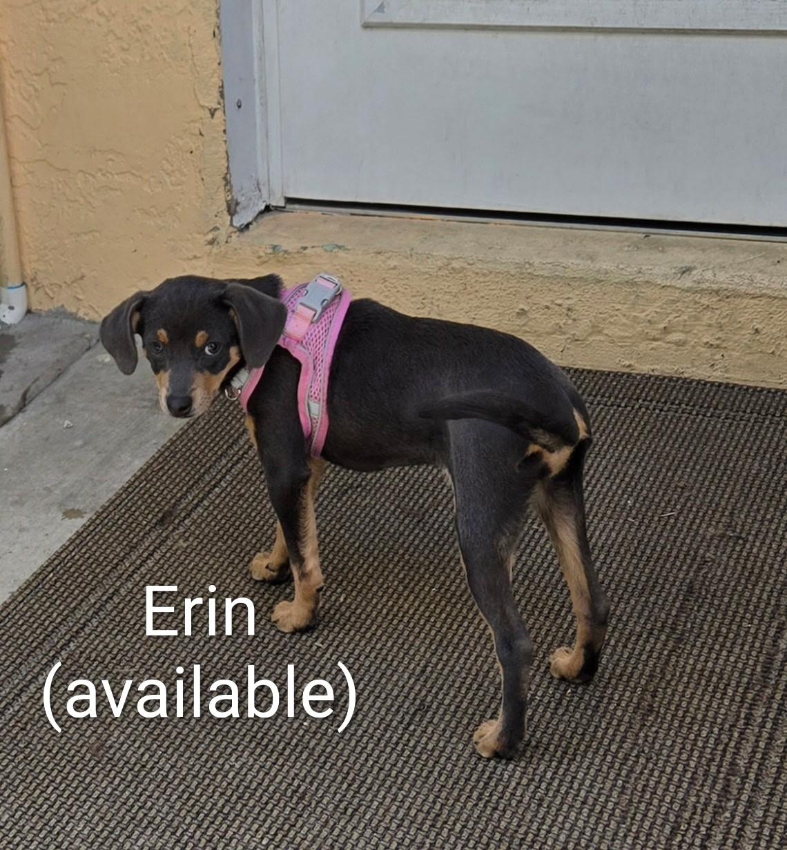 Erin, Adoptable, Puppy Female Chihuahua.