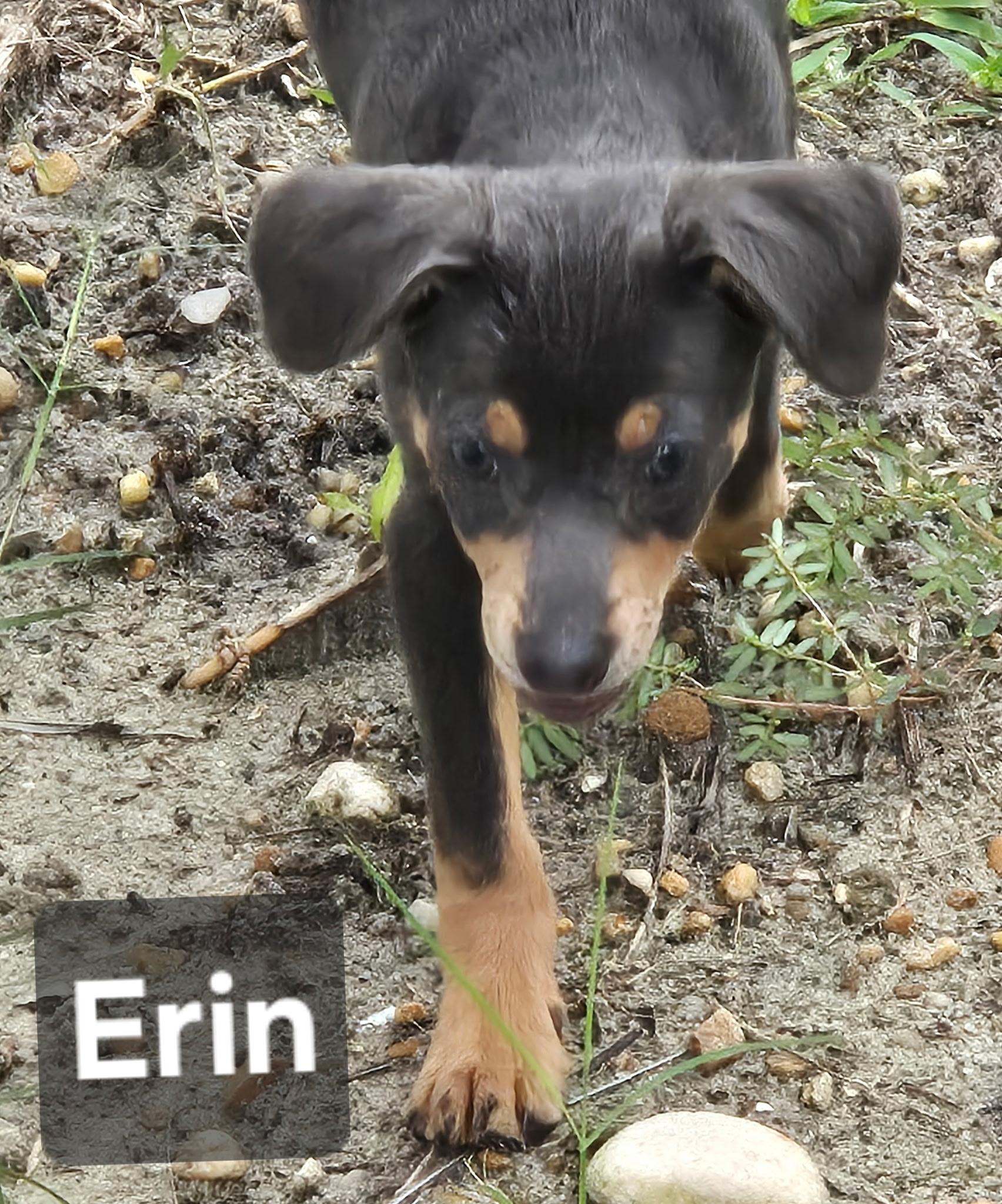 Enlarge Erin, a Adoptable mixed breed in Cape Coral, FL image 2/3