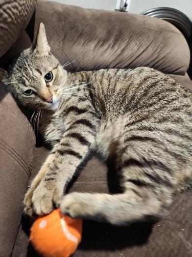 Andy, Adult Male Domestic Medium Hair