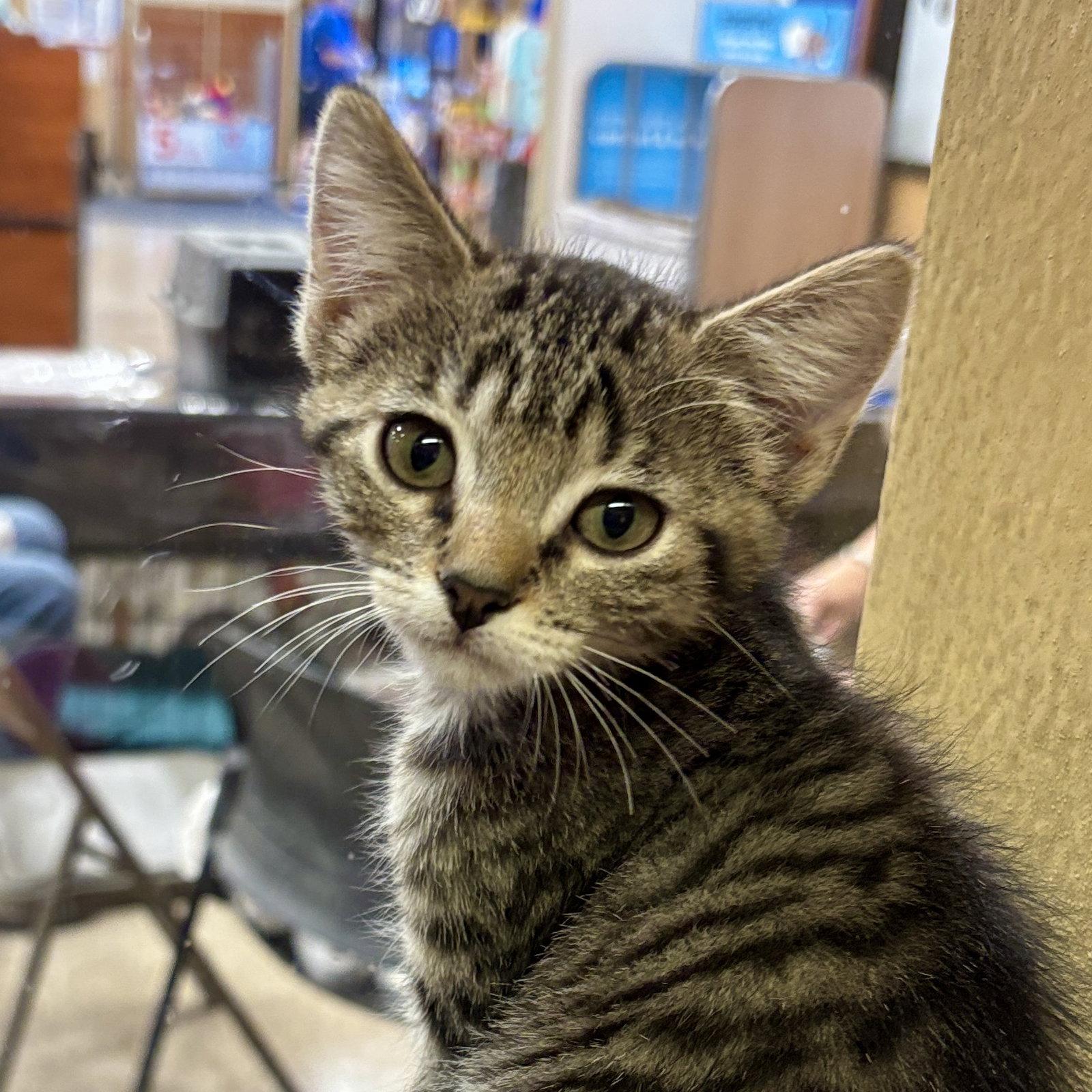 Enlarge Frog, a Adoptable Domestic Short Hair in Sonora, CA image 1/1
