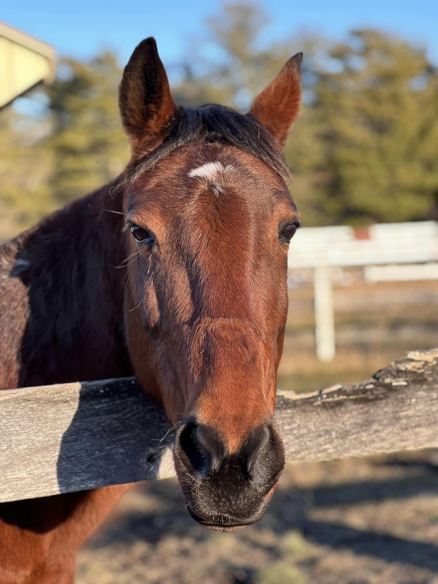 Justice, a Adopted Standardbred in Wall, NJ image 4/6