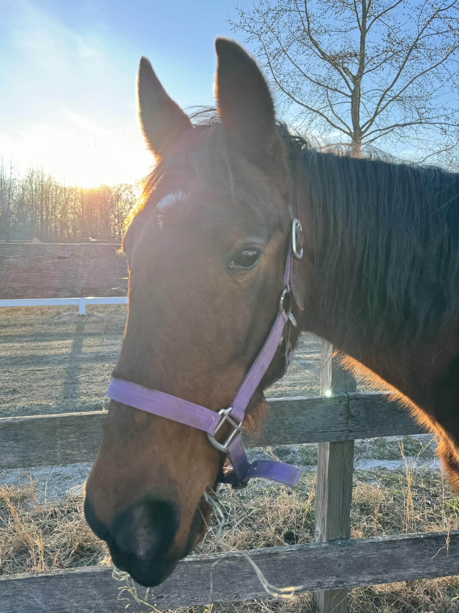 Justice, a Adopted Standardbred in Wall, NJ image 6/6