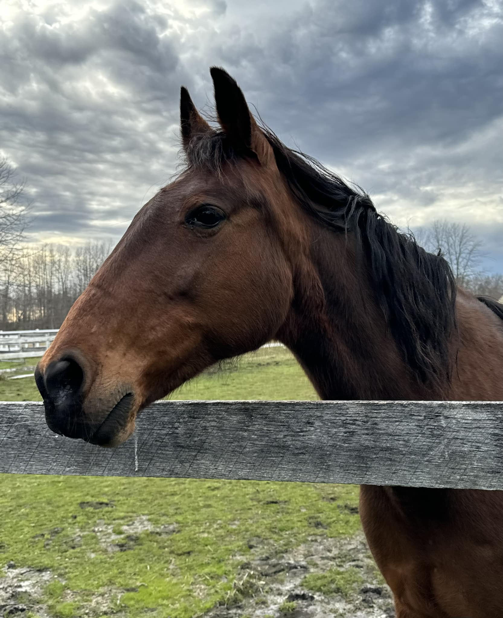 Justice, a Adopted Standardbred in Wall, NJ image 3/6