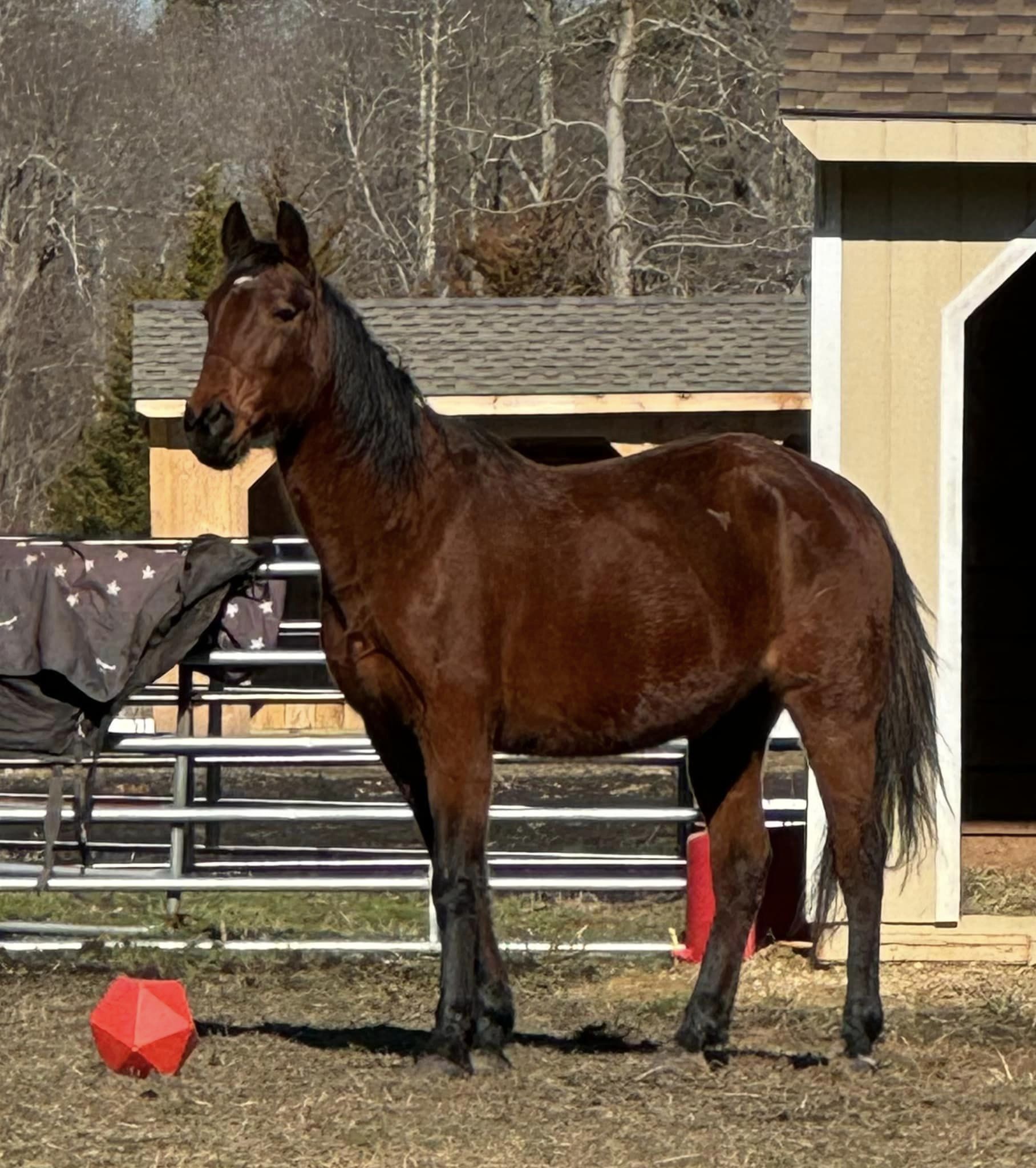 Justice, a Adopted Standardbred in Wall, NJ image 2/6