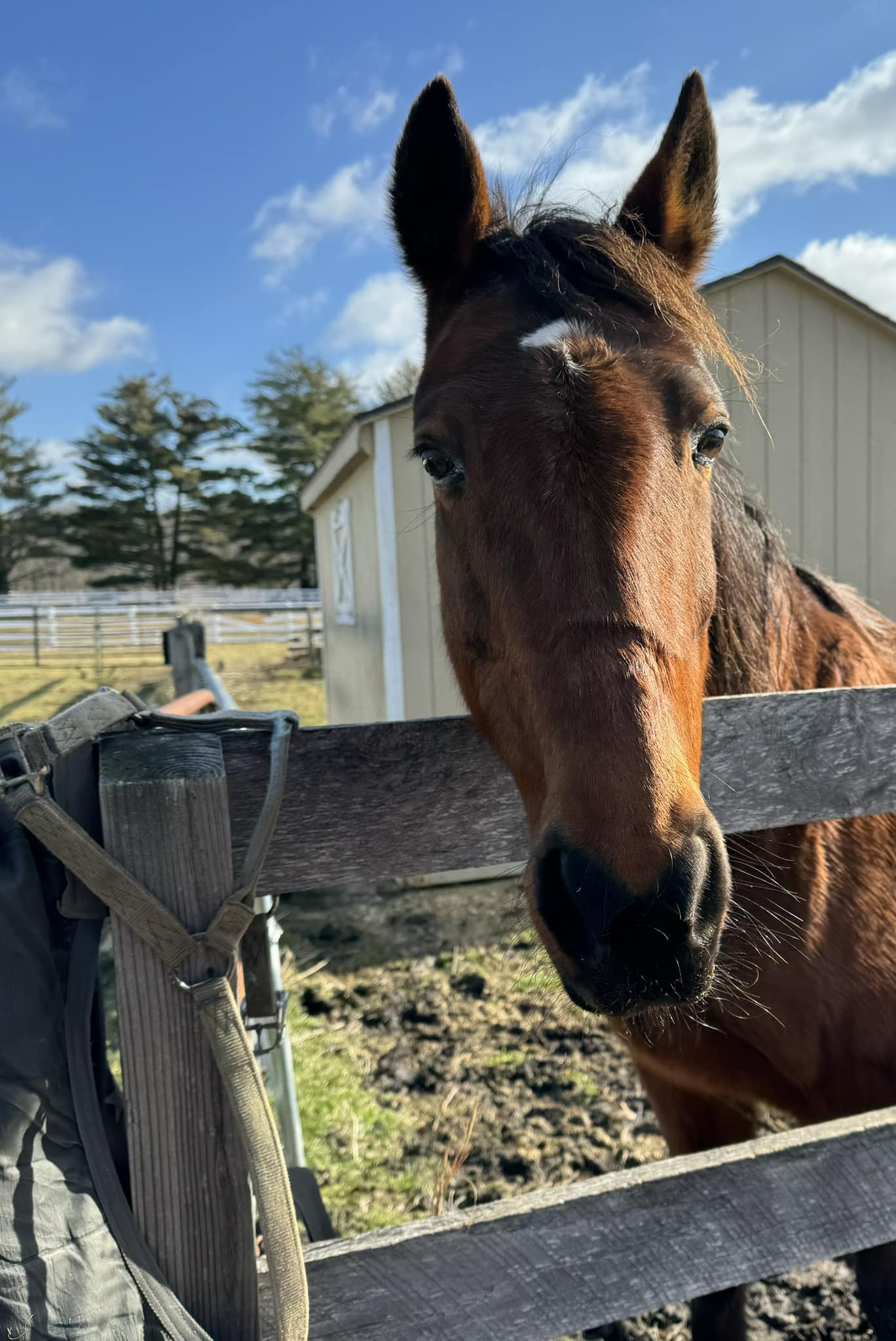 Justice, a Adopted Standardbred in Wall, NJ image 1/6