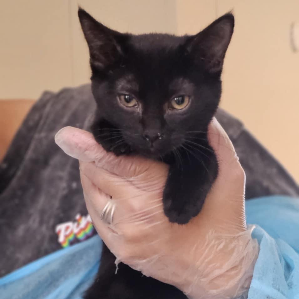 Sweetheart — thumbnail 2