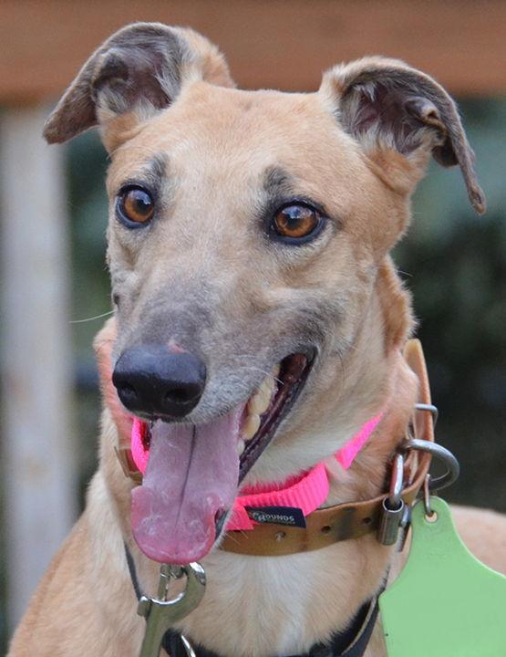 Glee, Adopted, Adult Female Greyhound.