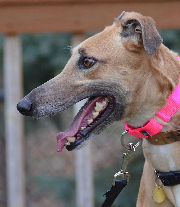 Enlarge Glee, a Adopted Greyhound in Minneapolis, MN image 2/3