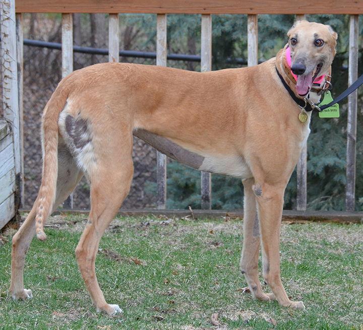 Enlarge Glee, a Adopted Greyhound in Minneapolis, MN image 3/3